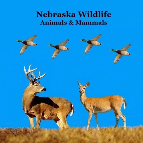 Cover image for Nebraska Animals and Mammals Kids Wildlife Book