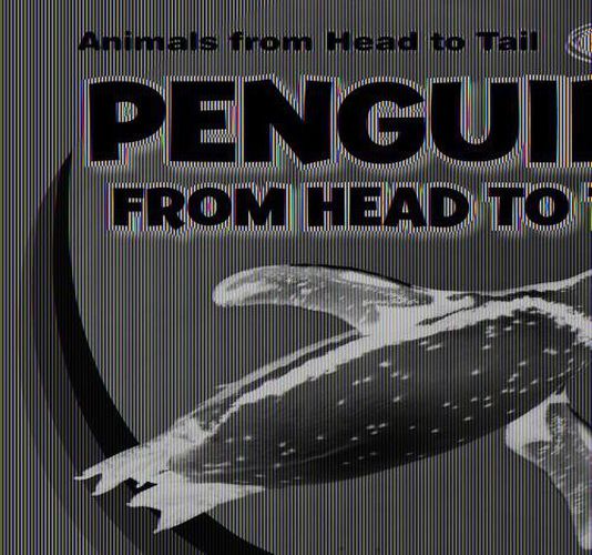 Penguins from Head to Tail