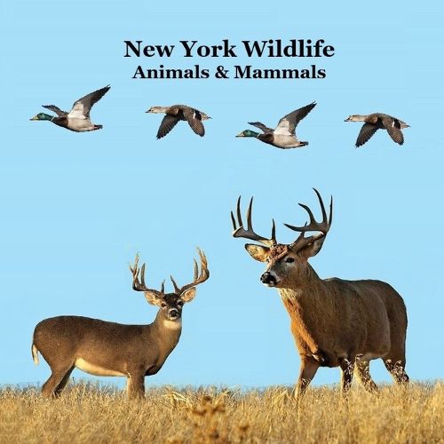 Cover image for New York Animals and Mammals Kids Wildlife Book