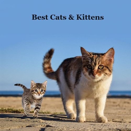 Cover image for Best Cats and Kittens for Kids Book