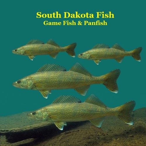 Cover image for South Dakota Panfish and Game Fish Species Kids Book
