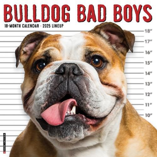 Bulldog Bad Boys 2026 12 X 12 Wall Calendar