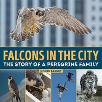 Cover image for Falcons in the City: The Story of a Peregine Family