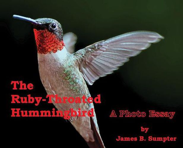Cover image for The Ruby-throated Hummingbird: A photo essay