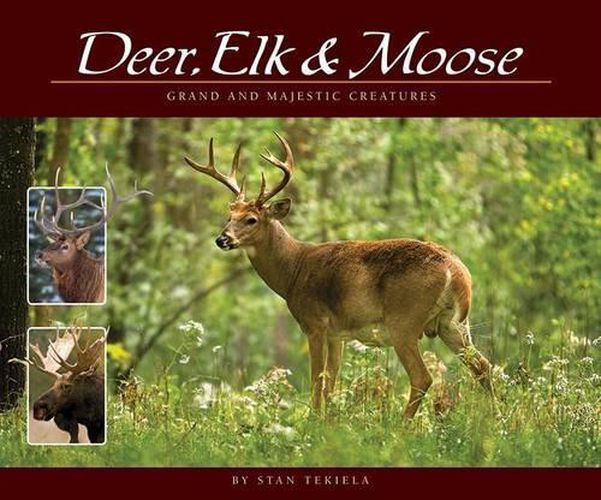 Cover image for Deer, Elk & Moose: Grand and Majestic Creatures