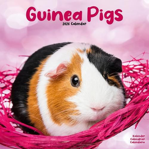 Cover image for Guinea Pigs Calendar 2026 Square Animal Wall Calendar - 16 Month