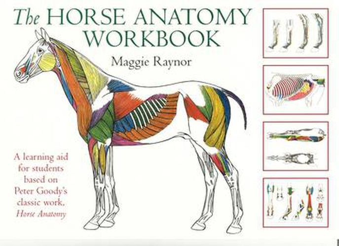 Cover image for Horse Anatomy Workbook: A Learning Aid for Students Based on Peter Goody's Classic Work, Horse Anatomy