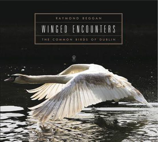 Cover image for Winged Encounters