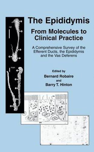 Cover image for The Epididymis: From Molecules to Clinical Practice: A Comprehensive Survey of the Efferent Ducts, the Epididymis and the Vas Deferens