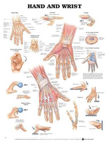 Cover image for Hand and Wrist Anatomical Chart