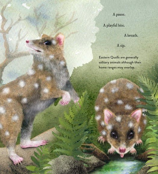 Quoll