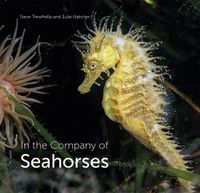 Cover image for In the Company of Seahorses