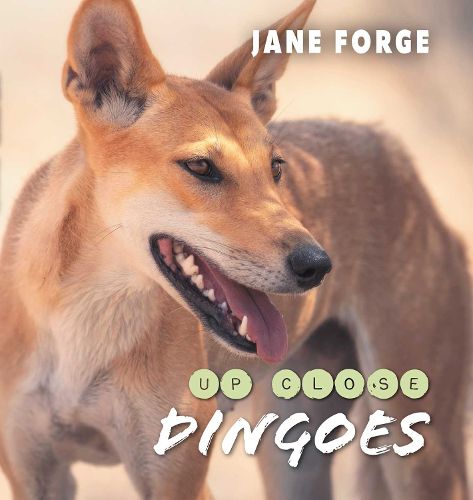 Cover image for Dingoes Up Close