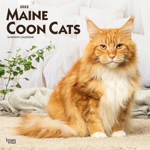 Cover image for Maine Coon Cats 2022 Square
