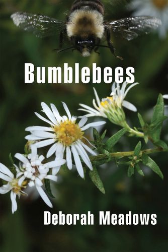 Cover image for Bumblebees