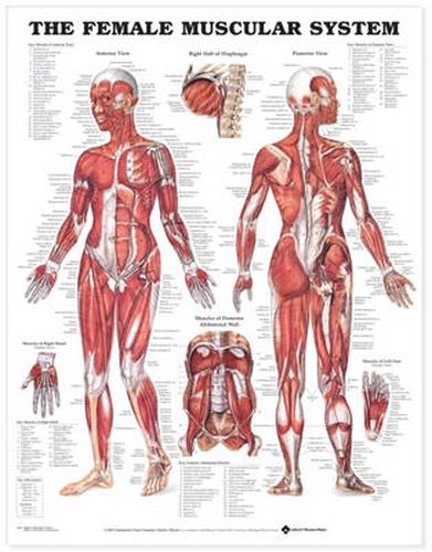 Cover image for The Female Muscular System Anatomical Chart