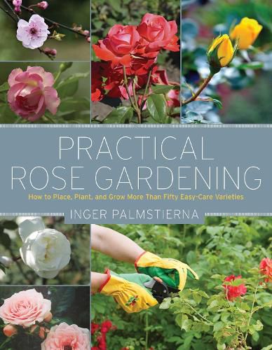 Cover image for Practical Rose Gardening: How to Place, Plant, and Grow More Than Fifty Easy-Care Varieties