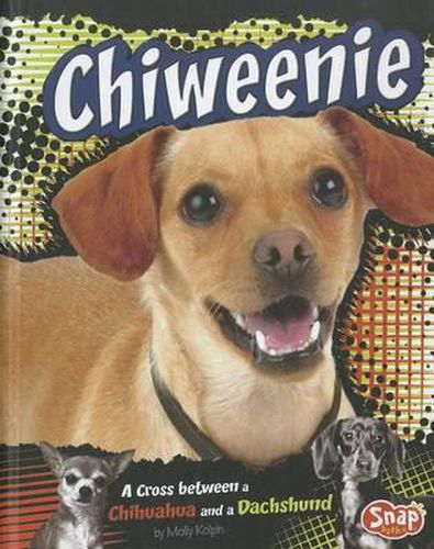 Chiweenie: A Cross Between a Chihuahua and a Dachshund