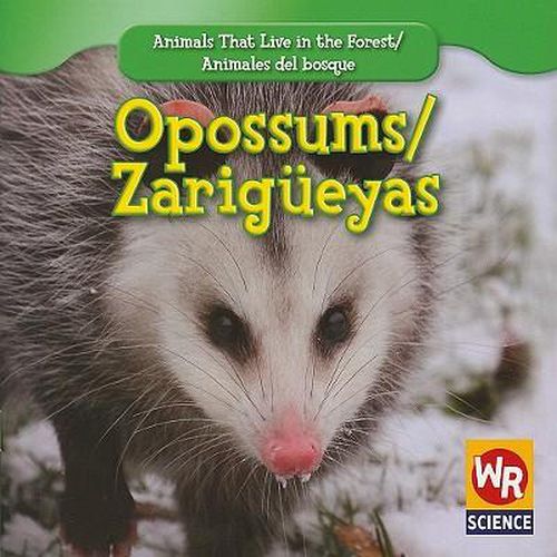 Opossums / Zarigueyas