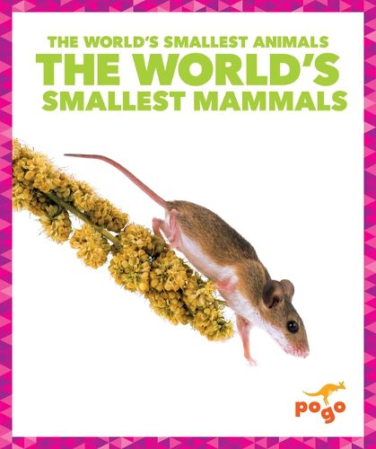 Cover image for The World's Smallest Mammals