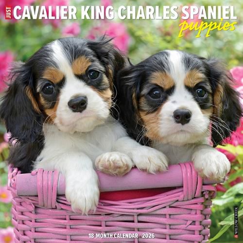 Cover image for Cavalier King Charles Spaniel Puppies 2026 12 X 12 Wall Calendar