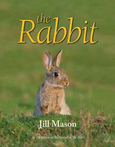 The Rabbit