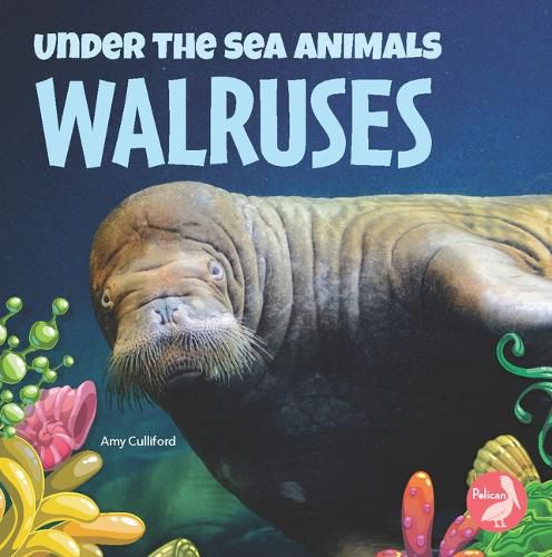 Walruses