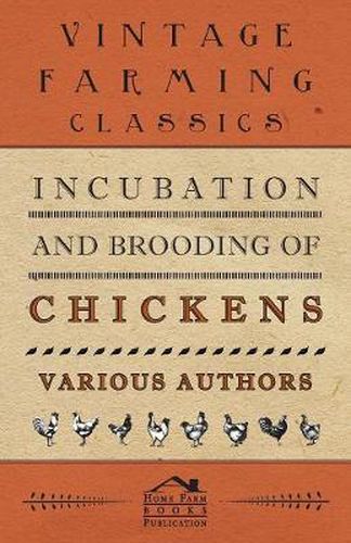 Incubation And Brooding Of Chickens