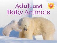 Cover image for Adult and Baby Animals: English Edition