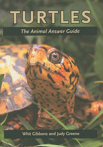 Cover image for Turtles: The Animal Answer Guide