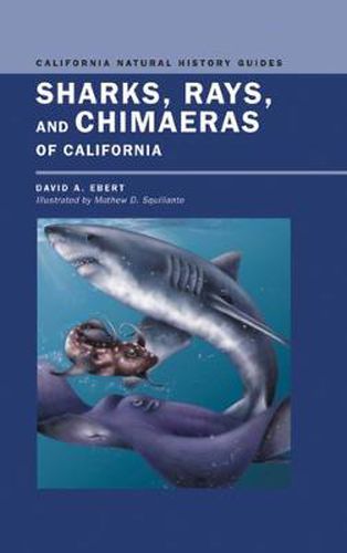 Cover image for Sharks, Rays, and Chimaeras of California