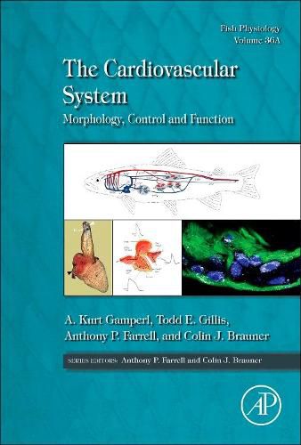 Cover image for The Cardiovascular System: Morphology, Control and Function