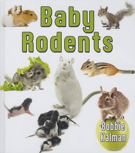 Cover image for Baby Rodents