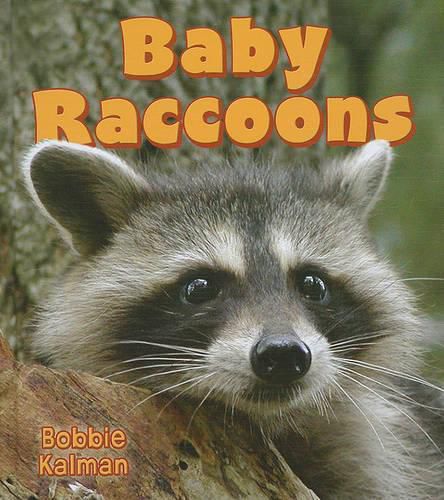 Cover image for Baby Raccoons