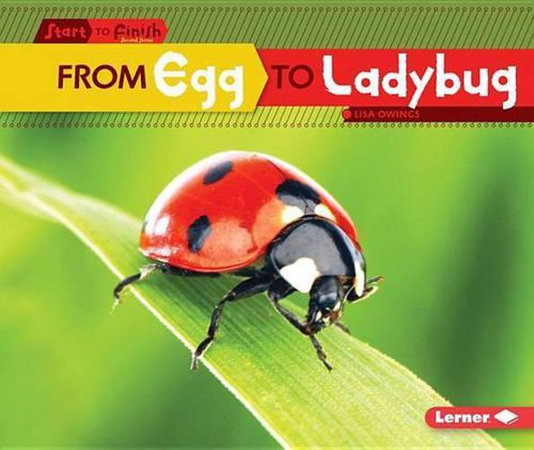 Cover image for From Egg to Ladybug