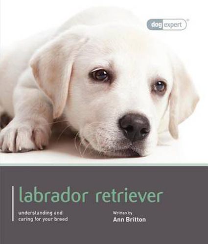 Cover image for Labrador - Dog Expert