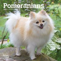 Cover image for Pomeranians 2020 Mini Wall Calendar