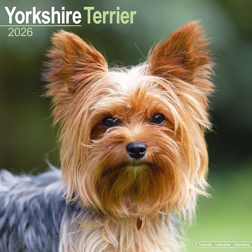 Cover image for Yorkshire Terrier Calendar 2026 Square Dog Breed Wall Calendar - 16 Month