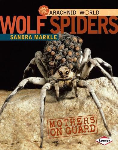 Wolf Spiders: Mothers on Guard