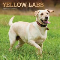 Cover image for Labrador Retrievers, Yellow 2020 Square Wall Calendar