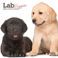 Cover image for Lab Puppies 2020 Mini Wall Calendar