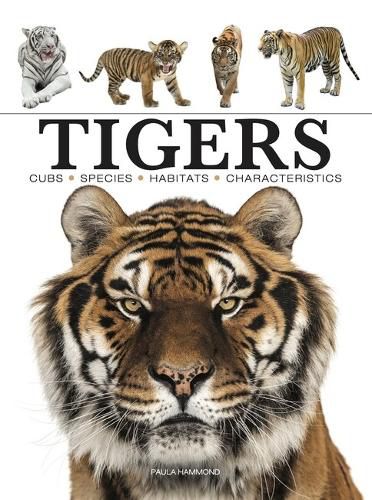 Cover image for Tigers