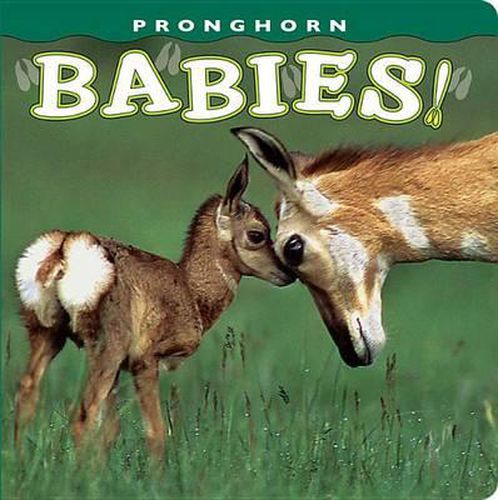 Cover image for Pronghorn Babies!