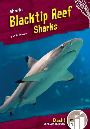 Cover image for Blacktip Reef Sharks