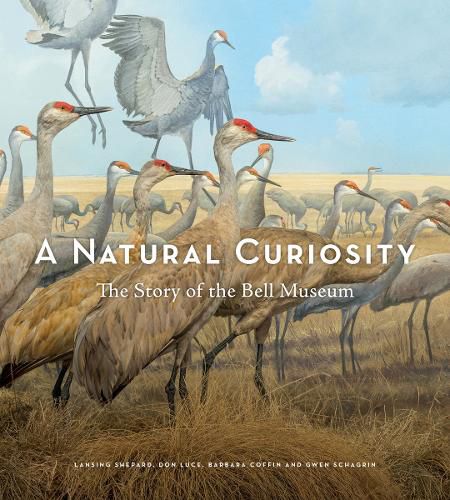 Cover image for A Natural Curiosity: The Story of the Bell Museum