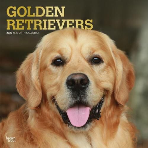 Golden Retrievers 2020 Square Wall Calendar