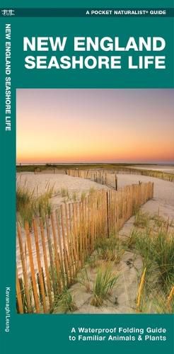 Cover image for New England Seashore Life: A Waterproof Folding Guide to Familiar Animals & Plants