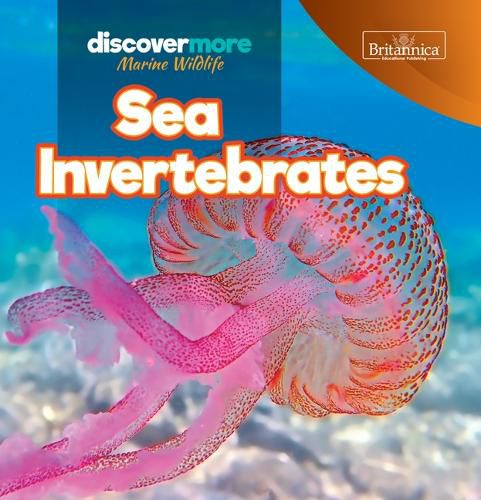 Cover image for Sea Invertebrates