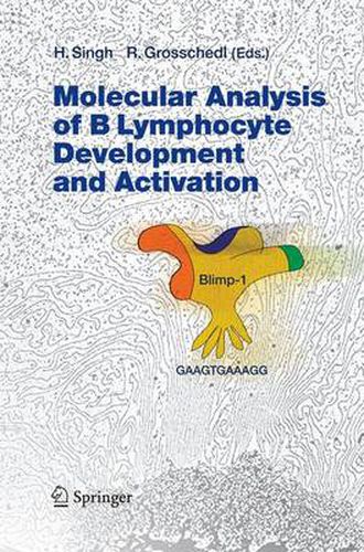 Cover image for Molecular Analysis of B Lymphocyte Development and Activation