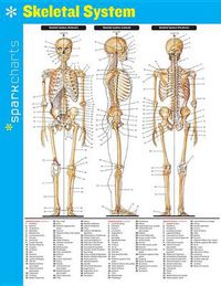 Cover image for Skeletal System SparkCharts
